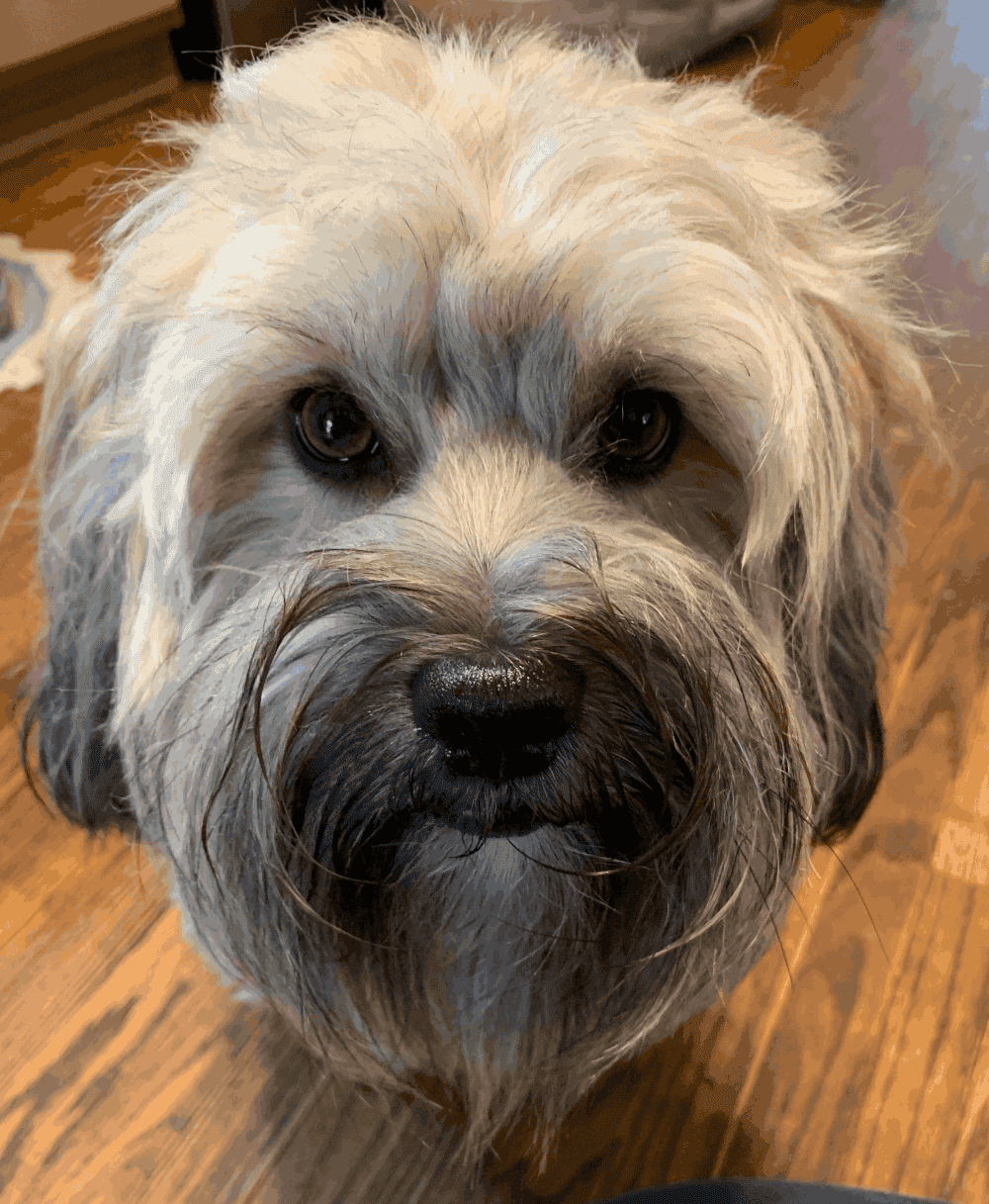 Professional Holistic Pet Consultant 3