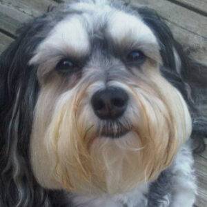 Professional Holistic Pet Consultant 4