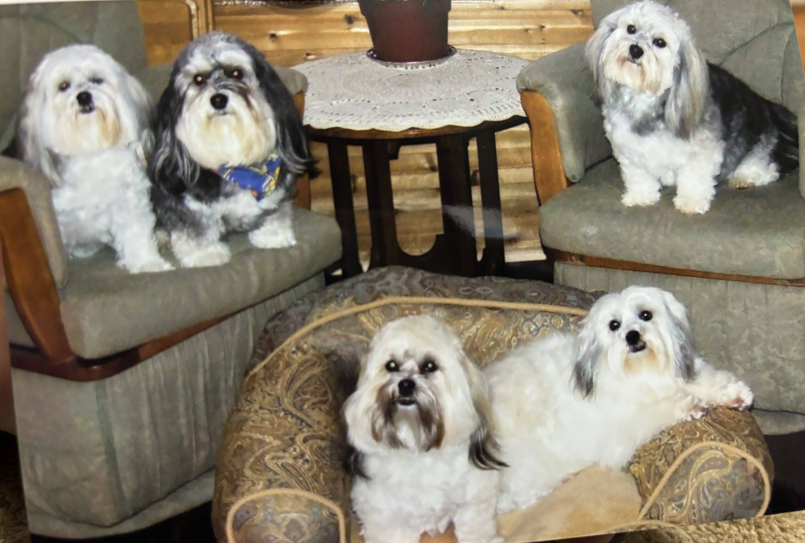 Professional Holistic Pet Consultant 2
